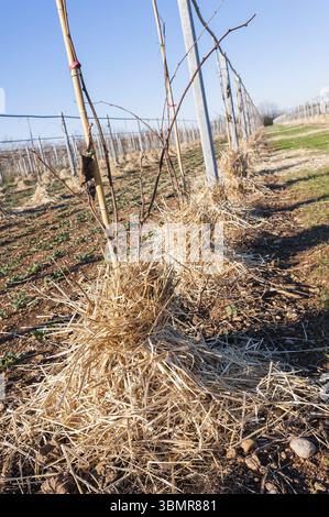 Mulchen der Wurzeln junger Bäume von Kiwy mit Stroh. Schutz vor Winterfrost Stockfoto