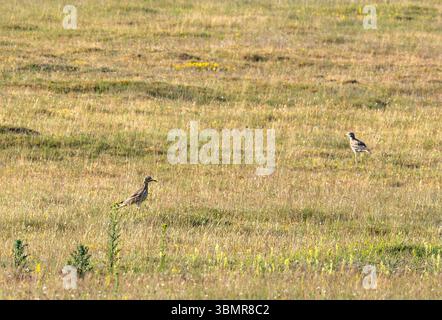 Ein Paar Stone Curlew, Burhinus oedicnemus in der Weeting Heath in Norfolk, Großbritannien. Stockfoto