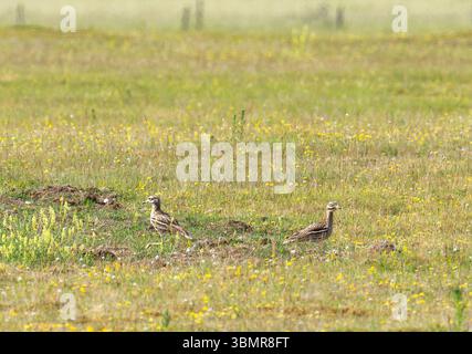 Ein Paar Stone Curlew, Burhinus oedicnemus in der Weeting Heath in Norfolk, Großbritannien. Stockfoto