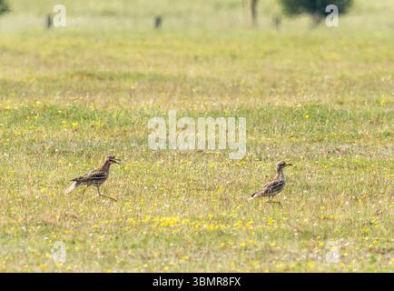 Ein Paar Stone Curlew, Burhinus oedicnemus in der Weeting Heath in Norfolk, Großbritannien. Stockfoto