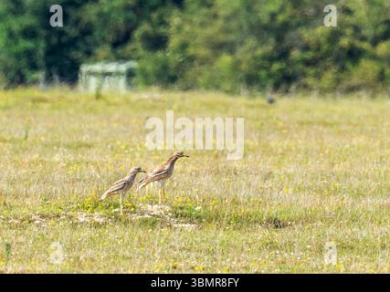 Ein Paar Stone Curlew, Burhinus oedicnemus in der Weeting Heath in Norfolk, Großbritannien. Stockfoto