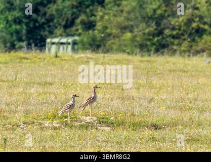 Ein Paar Stone Curlew, Burhinus oedicnemus in der Weeting Heath in Norfolk, Großbritannien. Stockfoto