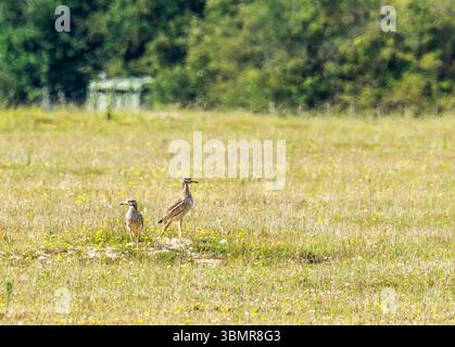 Ein Paar Stone Curlew, Burhinus oedicnemus in der Weeting Heath in Norfolk, Großbritannien. Stockfoto