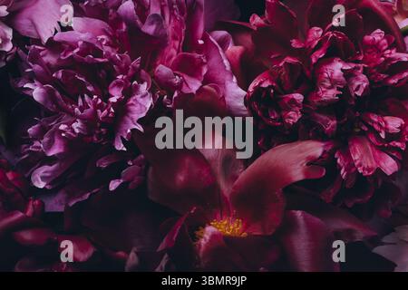 Blumiger Makrohintergrund. Knospen und Blütenblätter wunderschöner Pfingstrosen auf schwarzem Hintergrund Stockfoto