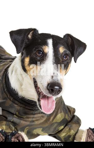 Porträt eines reinrassigen glatten Fuchs Terrier von weißem Hintergrund. Hundekleidung. Nahaufnahme Stockfoto