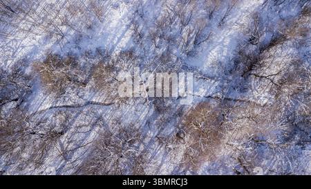 Direkt über dem Blick auf den Fluss durch schneebedeckten Wald Stockfoto