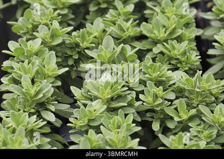 Nahaufnahme von Reihen junger Calibrachoa-Pflanzen, die wachsen Stockfoto