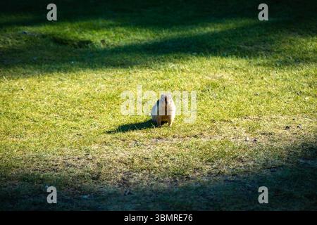 Eichhörnchen steht aufrecht auf Gras im Sonnenlicht Stockfoto
