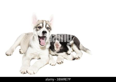 Zwei süße kleine Husky Welpen auf weißem Hintergrund. Die charismatischsten Hunde Stockfoto