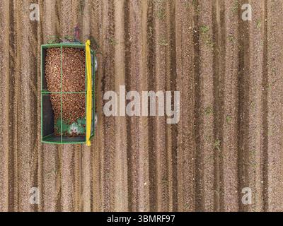 Nahaufnahme von zwei Zwiebelanhängern auf dem Feld nach der Ernte im Herbst, Deutschland, Europa Stockfoto