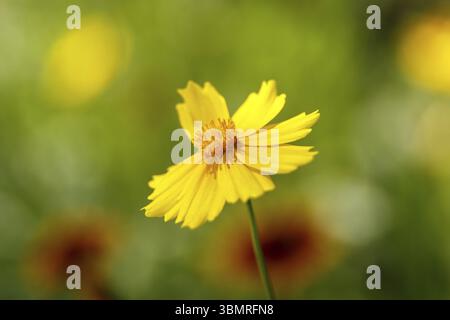 Schöne gelbe Blume im Licht eines sonnigen Tages. Makrophotographie. Geringe Tiefe. Selektiver Fokus Stockfoto