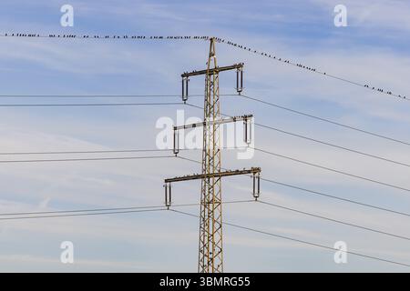 Viele Vögel und Singvögel sitzen auf einem Strommast oder den Stromleitungen, um sich auszuruhen Stockfoto