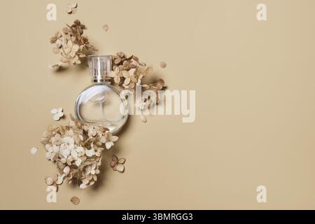 Runde Parfümflasche Modell auf beigefarbenem Hintergrund. Kieselpodium und trockene Hortensie-Blüten. Natürliche Erdfarben, Kopierraum Stockfoto