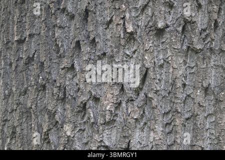Nahaufnahme des Eschenholms. Die Struktur der Baumrinde. Stockfoto