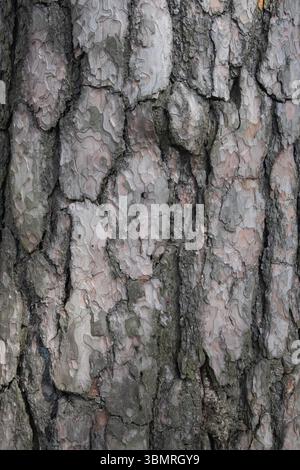 Kiefernrinde ist dick und rau. Baumrindenstruktur. Stockfoto