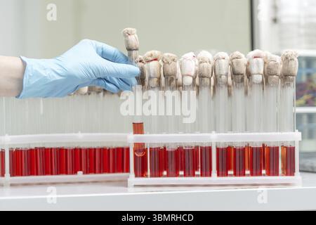 Hand eines Laboranten, der den Blutröhretest hält und ein Rack mit Blutproben anderer Patienten unterlegt. Laborant mit einem blo Stockfoto