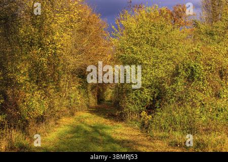 Hohlweg durch Unterholz und Büsche mit herbstlichen Farben im Sonnenlicht und dramatischen Wolken, Deutschland, Europa Stockfoto