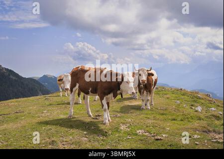 Kühe auf der Seiser Alm, der größten Hochalpenwiese Europas, atemberaubende Felsenberge im Hintergrund Stockfoto