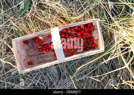 Frisch gepflückte Kirschen in einem rustikalen Holzkorb auf trockenem Gras. Konzept der natürlichen Bio-Ernte. Stockfoto