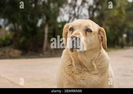 Ein süßer Hund, der auf Menschen blickt Stockfoto