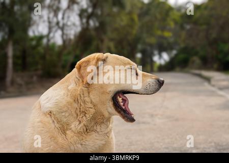 Hund Gähnen auf der Straße und bereit zum Schlafen Stockfoto