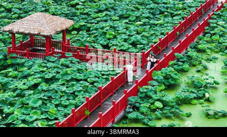 Peking, China. Juni 2025. Eine Luftdrohne, die am 23. Juni 2025 aufgenommen wurde, zeigt Touristen, die Lotusblumen in der Stadt Yizheng, der ostchinesischen Provinz Jiangsu, genießen. Quelle: Qi Liguang/Xinhua/Alamy Live News Stockfoto