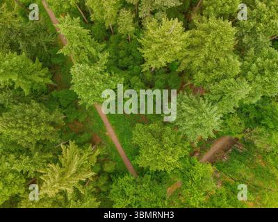 Ein Blick von oben auf einen üppig grünen Wald mit gewundenen, unbefestigten Pfaden, die durch dichte Bäume führen und die friedliche Schönheit der Natur von oben einfangen. Stockfoto