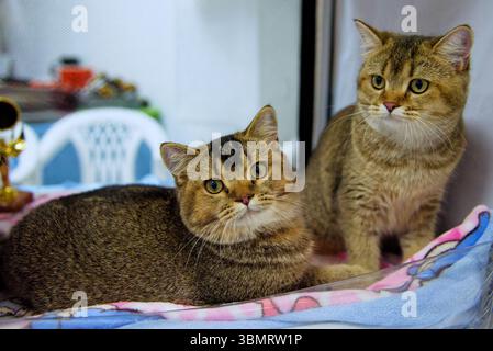 Zwei hellbraune schottische, heterosexuelle Katzen auf einem farbigen Teppich. Nahaufnahme. Stockfoto