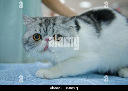 Eine weiße und graue exotische Katze mit ausgehängter Zunge sitzt auf einem blauen Teppich. Nahaufnahme. Stockfoto