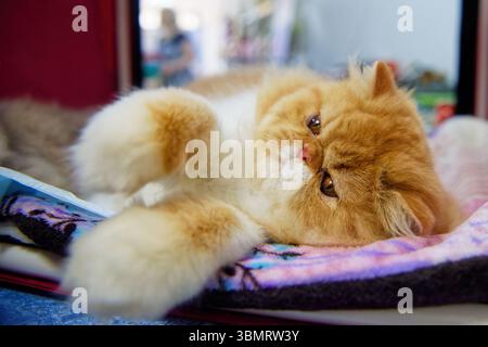 Eine langhaarige persische weiß-rote Katze mit orangefarbenen Augen liegt auf der Seite auf einem farbigen Teppich. Nahaufnahme. Stockfoto