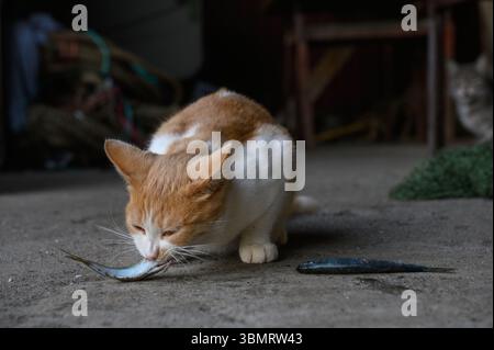 Eine streunende rot-weiße Katze isst eine frische Stöcker. Nahaufnahme. Stockfoto