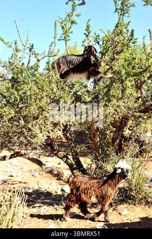 Zwei Ziegen fressen Arganbäume an der Küste nahe Essaouira in Marokko bei Nachmittagssonne Stockfoto