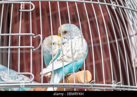 Ein welliger blauer Papagei sitzt in einem Käfig. Blauer Kumpel, Hausvögel Stockfoto