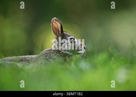 Wildes östliches Baumwollschwanzkaninchen (Sylvilagus floridans), das bei Abendlicht auf einem Vorstadtrasen in Seitenansicht füttert Stockfoto