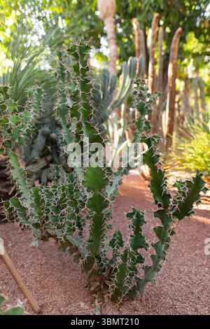 Detaillierte Nahaufnahme der Sukkulenten Pflanze der Spiny Euphorbia im Majorelle-Garten in Marrakesch mit natürlichem Wüstenhintergrund Stockfoto