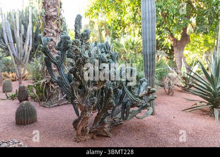 Einzigartiger Kaktus umgeben von Sukkulenten im Jardin Majorelle, Marrakesch – exotische Wüstenpflanzenlandschaft Stockfoto