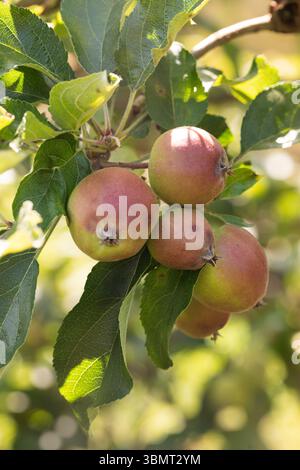 Nahaufnahme reifender Äpfel auf Baumzweig mit leuchtend grünen Blättern Stockfoto