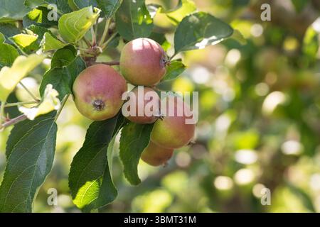 Nahaufnahme reifender Äpfel auf Baumzweig mit leuchtend grünen Blättern Stockfoto
