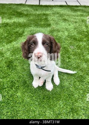 Springer Spaniel Hündchen, der direkt in die Kamera blickt, sieht süß aus Stockfoto