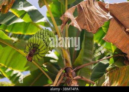 Frische, unreife Bananen, die in einem Cluster auf einem Baum wachsen, umgeben von grünen Blättern im Malediven Garden Stockfoto