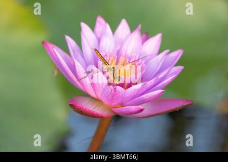 Eine hellbraune Libelle liegt auf einem leuchtend rosa Lotus in Blüte. Stockfoto