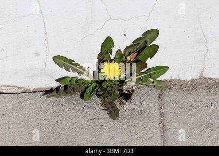 Löwenzahn Taraxacum officinale, auch Löwenzahn und Löwenzahn genannt, zeigt eine hellgelbe Blüte und tief gelappte Blätter, aus denen sie wachsen Stockfoto