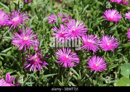 Die Hardy Ice Plant Delosperma cooperi, auch rosa Teppich und nachlaufende Eispflanze genannt, hat helle magentarote Blüten und saftige Blätter Stockfoto
