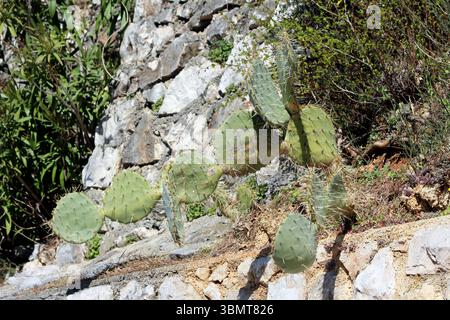 Der Kaktuskaktus Opuntia Ficus-indica, auch indische Feige und Nopal genannt, hat flache grüne Pads mit langen Stacheln, die in felsigem Boden verwurzelt sind Stockfoto