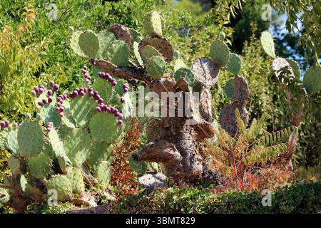 Der Kaktuskaktus Opuntia Ficus-indica, auch indische Feige und Nopal genannt, hat breite grüne Plättchen mit Stacheln und zahlreiche lila Früchte, die gedeihen Stockfoto