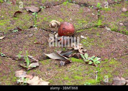 Verrotteter Apfel Malus domestica, Obstbaumapfel, liegt mit einer kleineren, verfaulenden Frucht zwischen trockenen Blättern und Moos auf rötlichem Pflaster, was veranschaulicht Stockfoto
