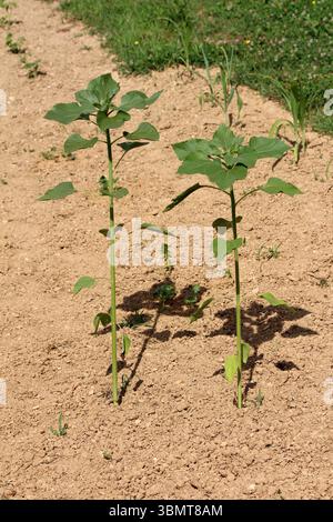 Die Sonnenblume Helianthus annuus, auch als gewöhnliche Sonnenblume bezeichnet, zeigt zwei hohe Setzlinge mit breiten grünen Blättern, die aufrecht in frisch bearbeiteten Gärten wachsen Stockfoto