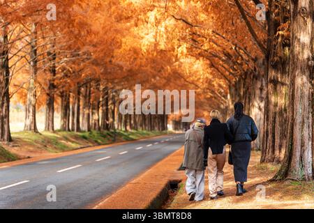 An einem schönen Herbsttag genießen die Menschen einen gemütlichen Spaziergang entlang des malerischen Pfades der Metasequoia (Dawn Redwood) Avenue. Takashima, Shiga, Japan Stockfoto