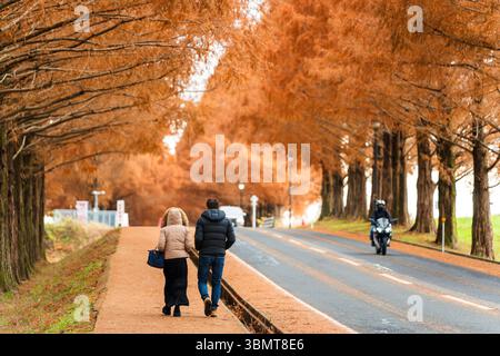 An einem schönen Herbsttag genießen die Menschen einen gemütlichen Spaziergang entlang des malerischen Pfades der Metasequoia (Dawn Redwood) Avenue. Takashima, Shiga, Japan Stockfoto