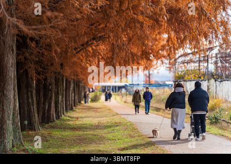 An einem schönen Herbsttag genießen die Menschen einen gemütlichen Spaziergang entlang des malerischen Pfades der Metasequoia (Dawn Redwood) Avenue. Takashima, Shiga, Japan Stockfoto